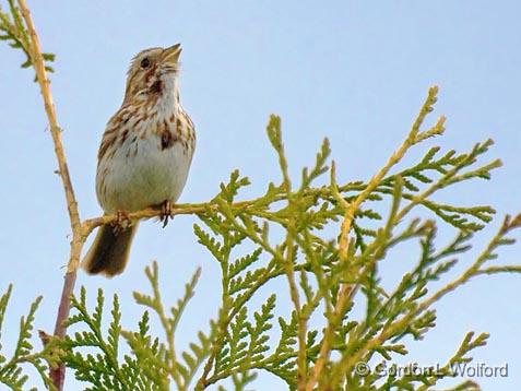 Song Sparrow Singing_48134.jpg - Song Sparrow (Melospiza melodia)Photographed near Ottawa, Ontario - the Capital of Canada.